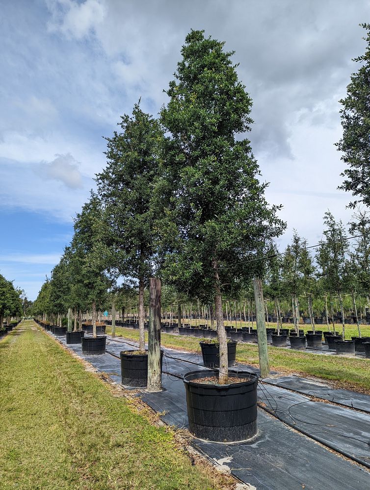 quercus-virginiana-live-oak-southern-oak-tree