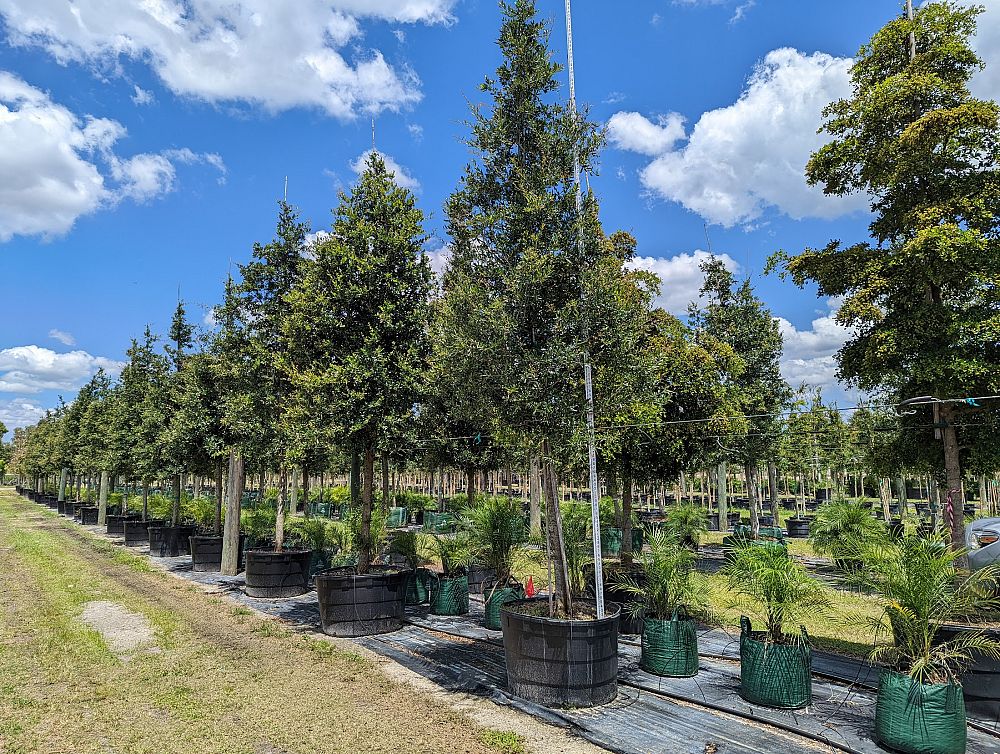 quercus-virginiana-live-oak-southern-oak-tree