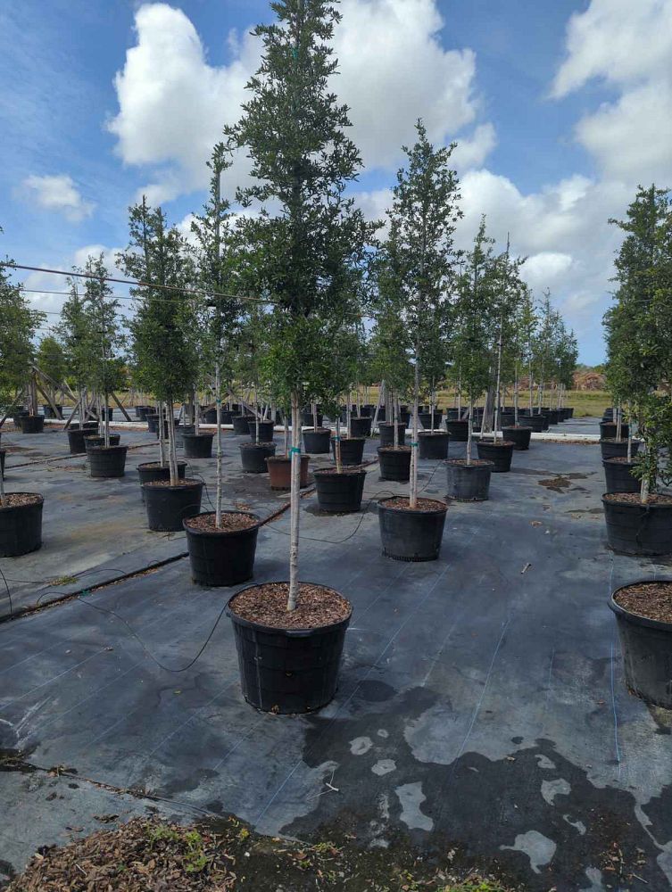 quercus-virginiana-live-oak-southern-oak-tree