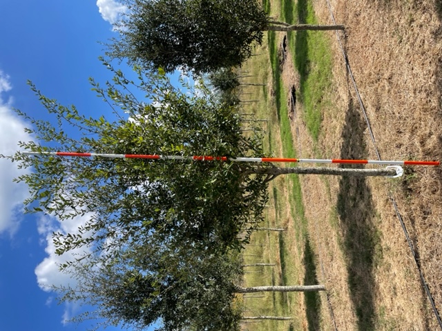 quercus-virginiana-live-oak-southern-oak-tree