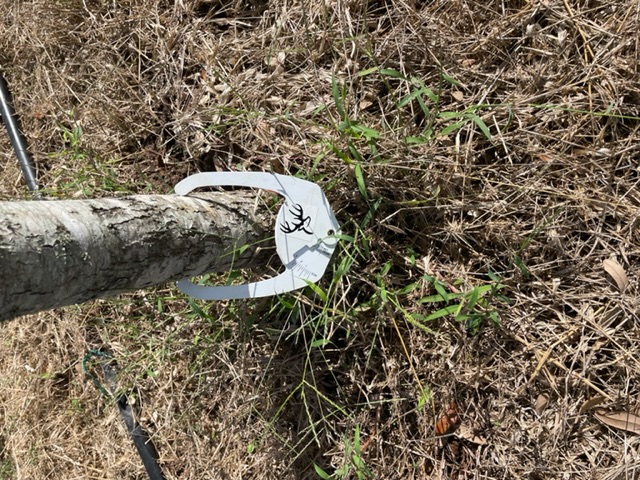 quercus-virginiana-live-oak-southern-oak-tree