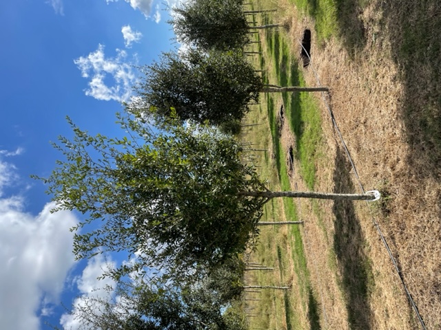 quercus-virginiana-live-oak-southern-oak-tree