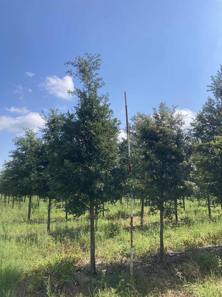 quercus-virginiana-live-oak-southern-oak-tree