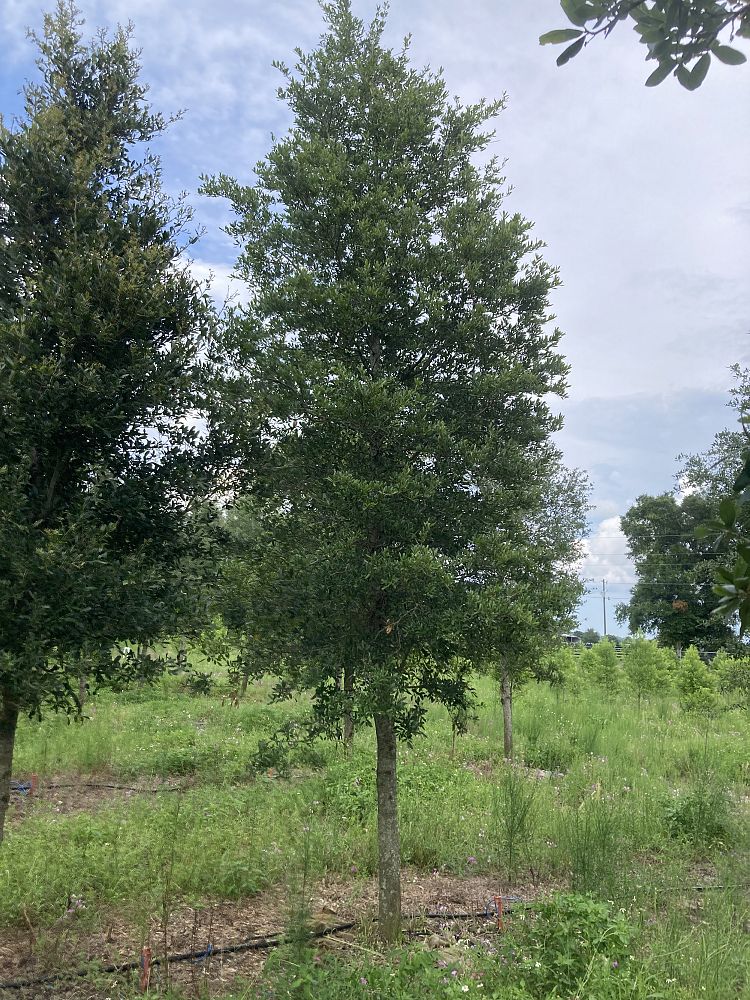 quercus-virginiana-live-oak-southern-oak-tree