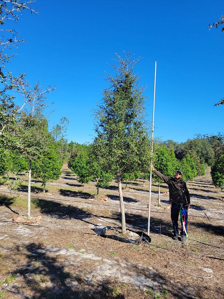 quercus-virginiana-live-oak-southern-oak-tree