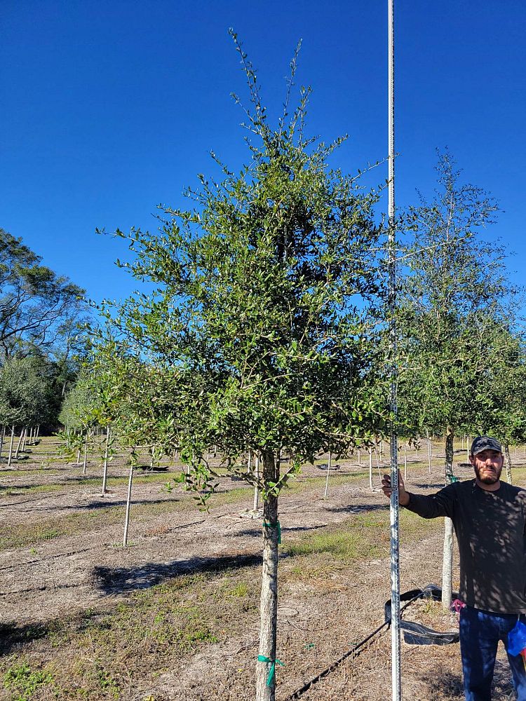 quercus-virginiana-live-oak-southern-oak-tree