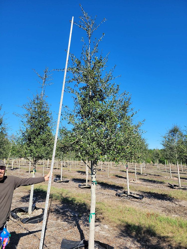 quercus-virginiana-live-oak-southern-oak-tree