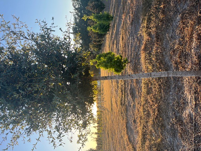 quercus-virginiana-live-oak-southern-oak-tree