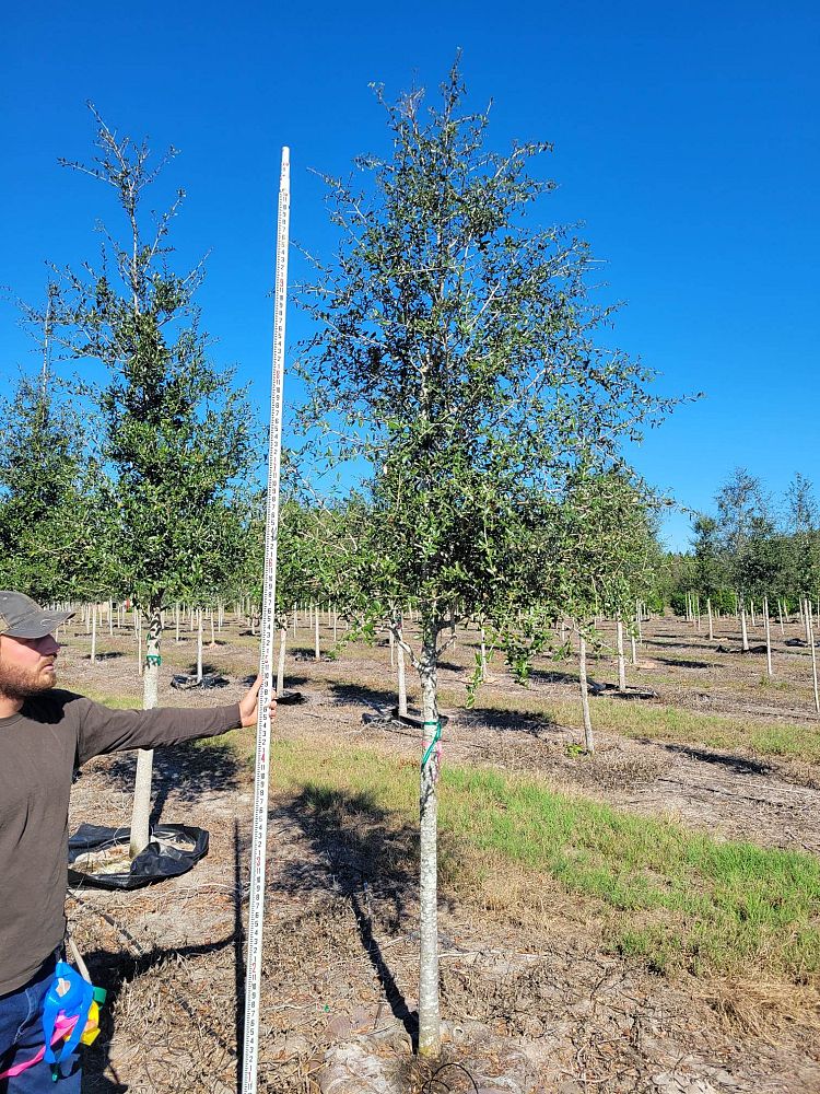 quercus-virginiana-live-oak-southern-oak-tree