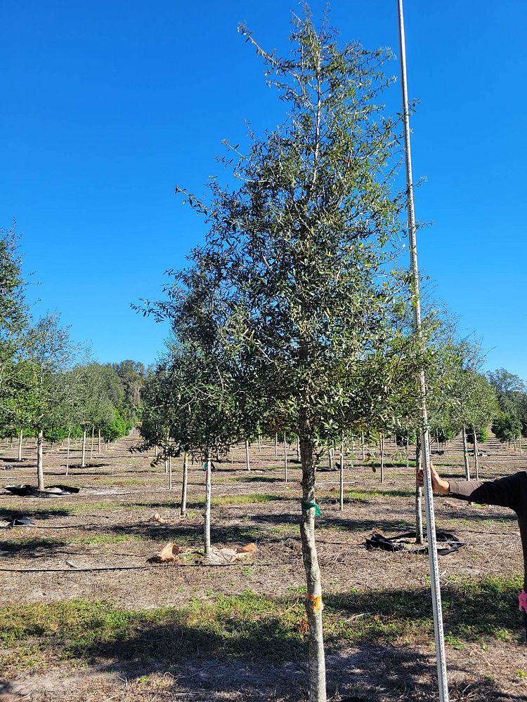 quercus-virginiana-live-oak-southern-oak-tree