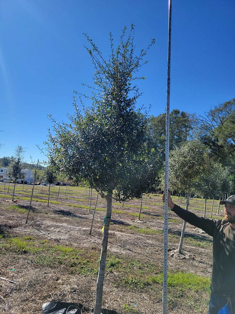 quercus-virginiana-live-oak-southern-oak-tree