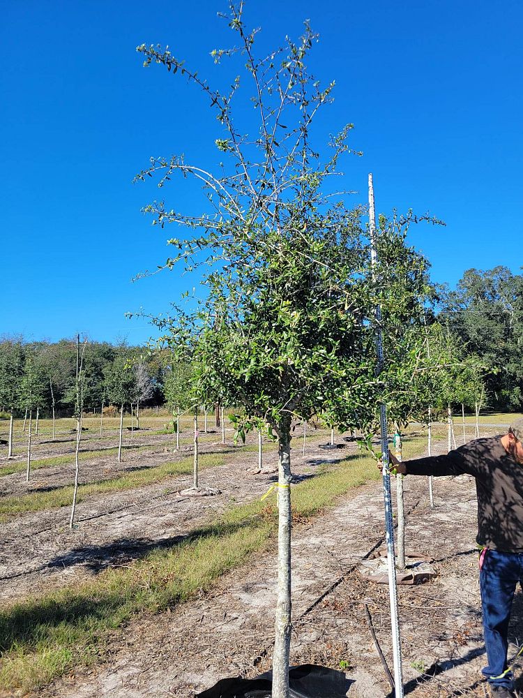 quercus-virginiana-live-oak-southern-oak-tree