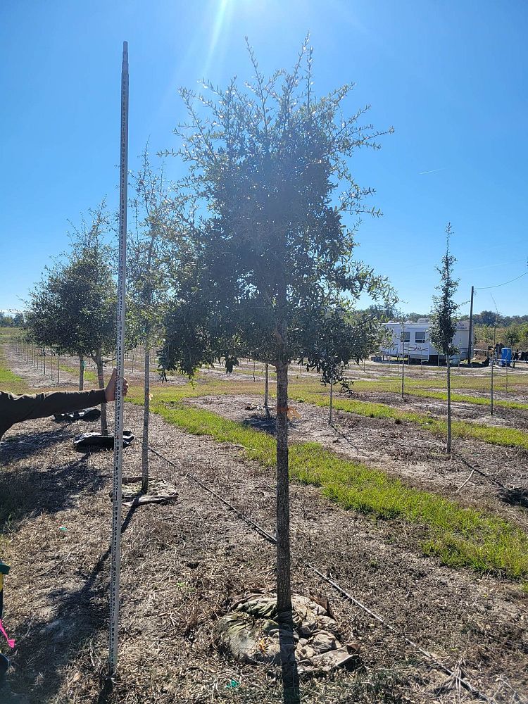 quercus-virginiana-live-oak-southern-oak-tree