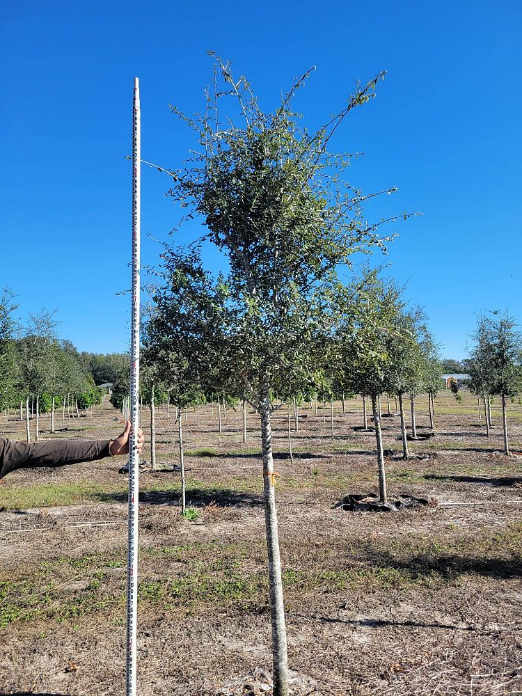 quercus-virginiana-live-oak-southern-oak-tree