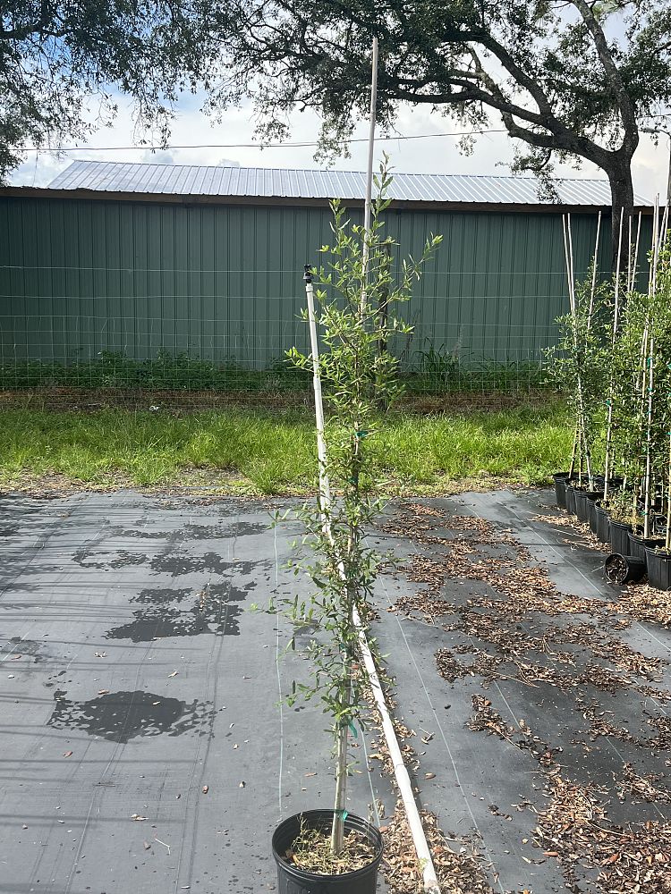 quercus-virginiana-live-oak-southern-oak-tree