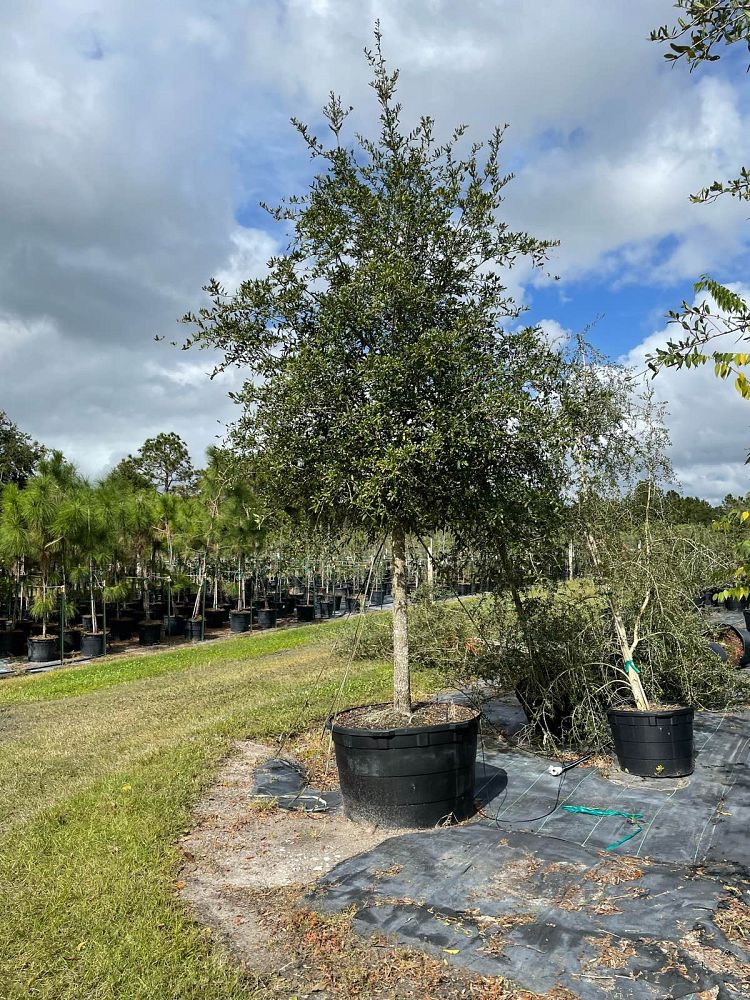 quercus-virginiana-live-oak-southern-oak-tree
