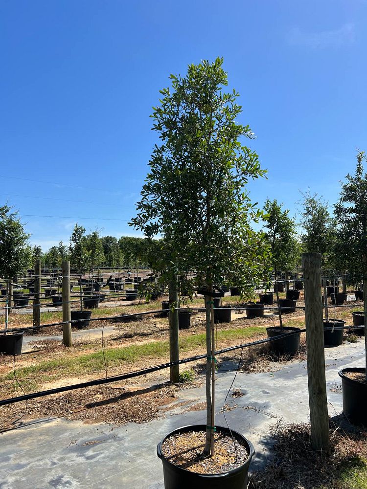 quercus-virginiana-live-oak-southern-oak-tree
