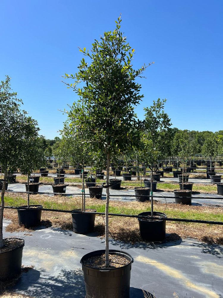 quercus-virginiana-live-oak-southern-oak-tree