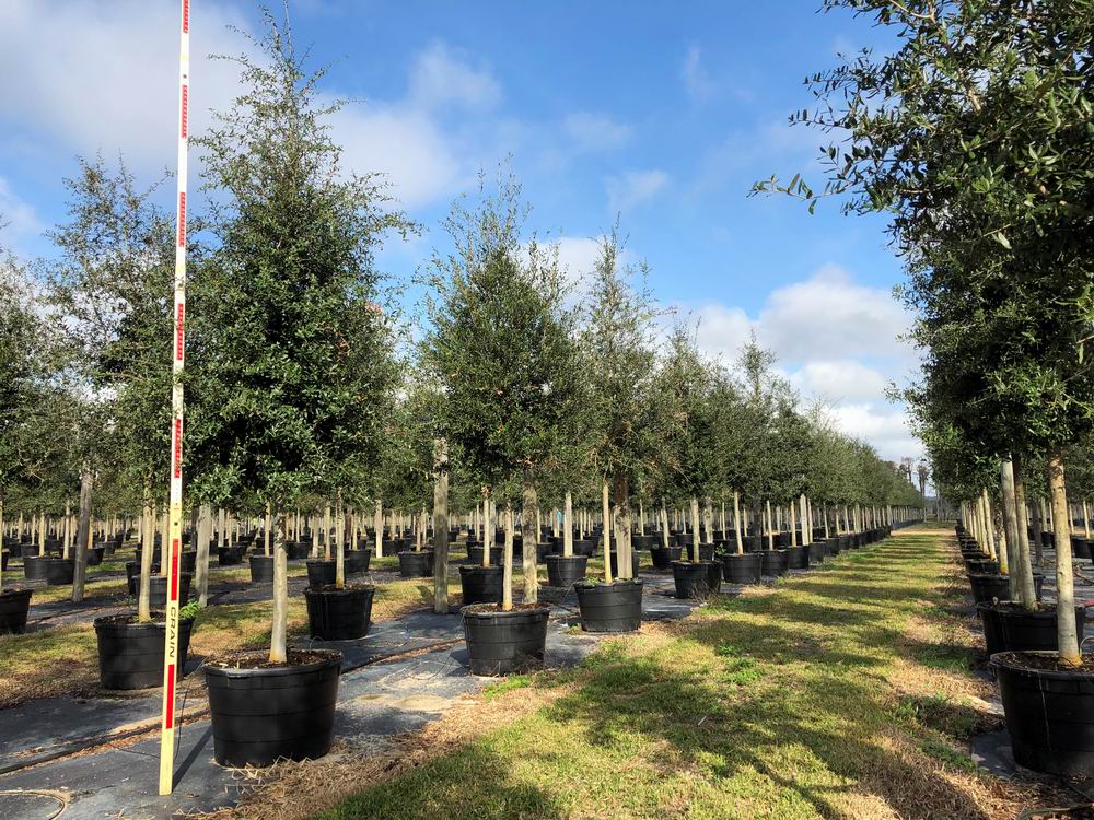 quercus-virginiana-live-oak-southern-oak-tree