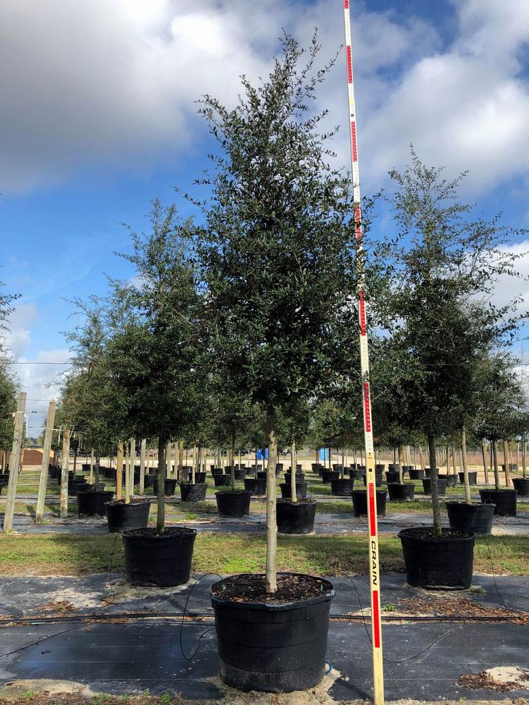 quercus-virginiana-live-oak-southern-oak-tree