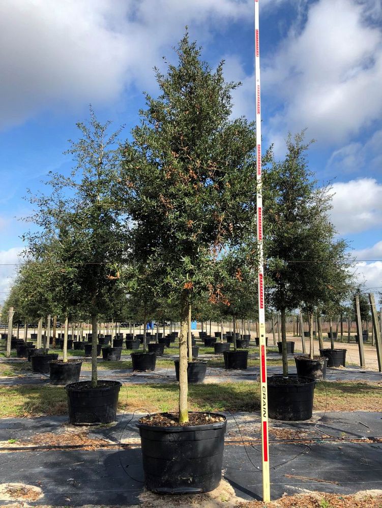 quercus-virginiana-live-oak-southern-oak-tree