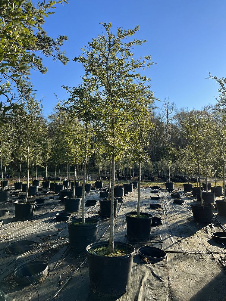 quercus-virginiana-live-oak-southern-oak-tree