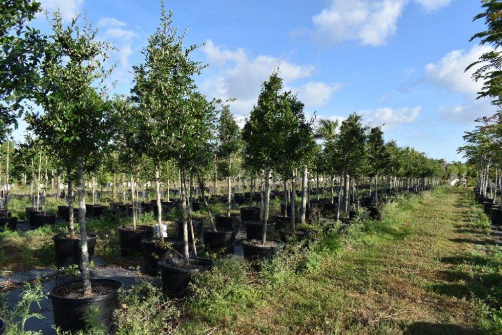quercus-virginiana-live-oak-southern-oak-tree