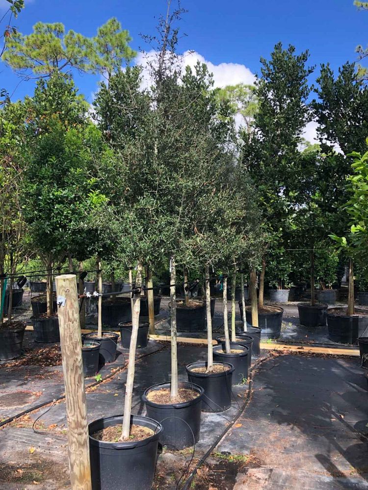 quercus-virginiana-live-oak-southern-oak-tree
