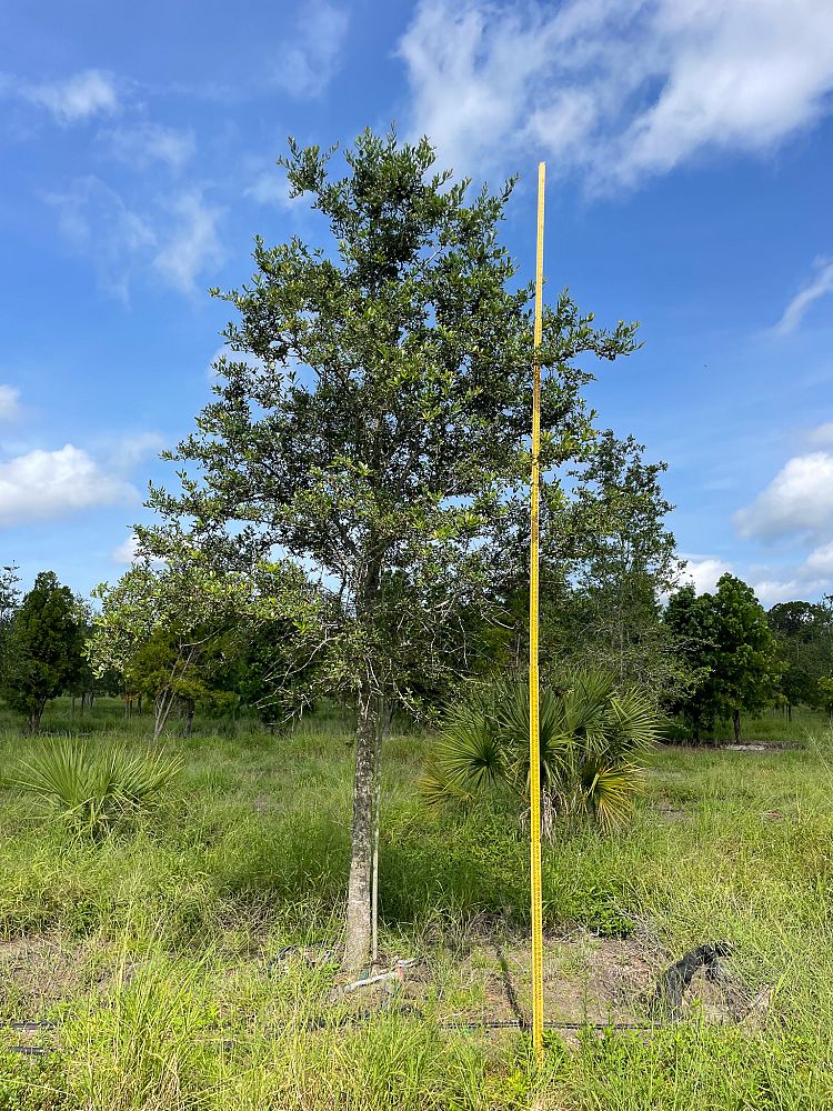 quercus-virginiana-live-oak-southern-oak-tree