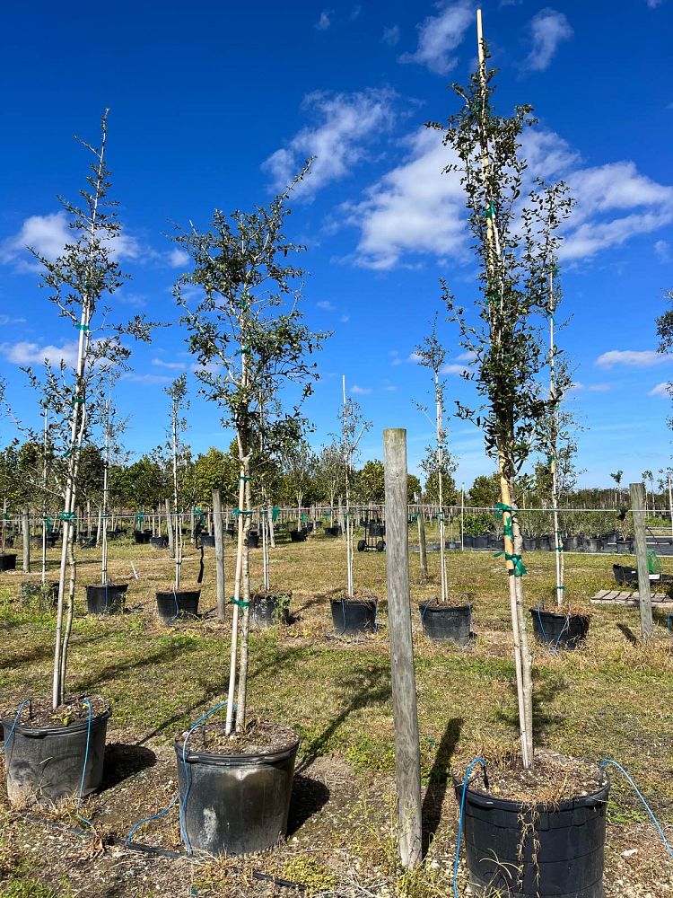 quercus-virginiana-live-oak-southern-oak-tree
