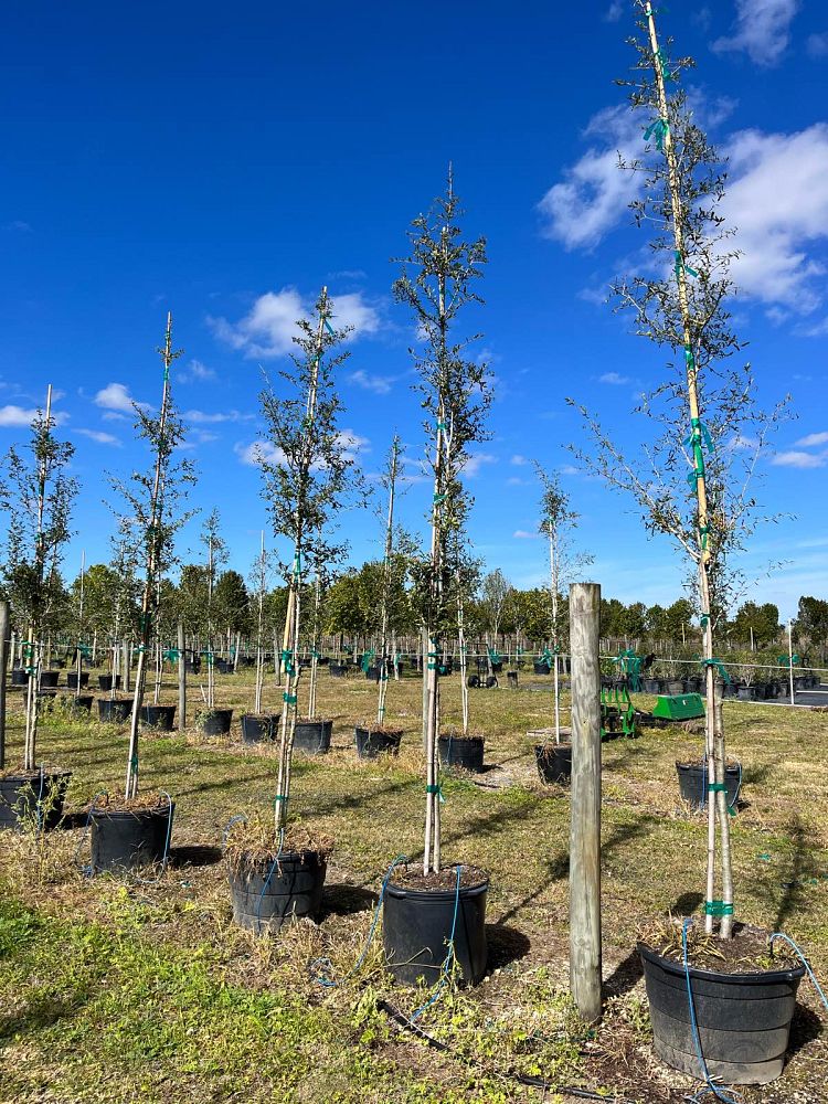 quercus-virginiana-live-oak-southern-oak-tree