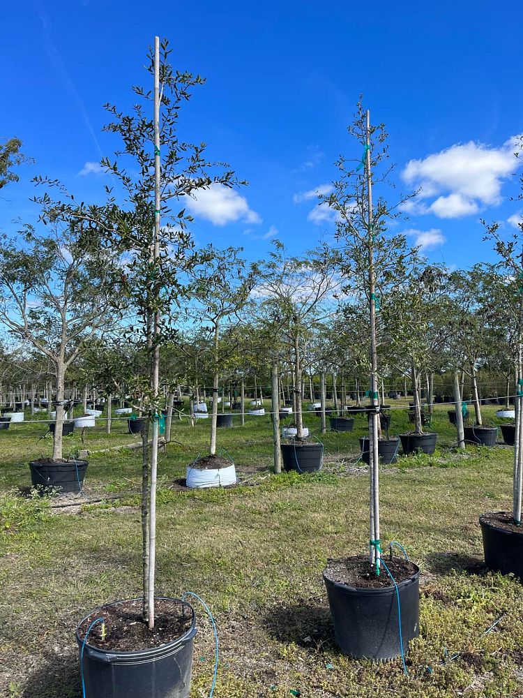 quercus-virginiana-live-oak-southern-oak-tree