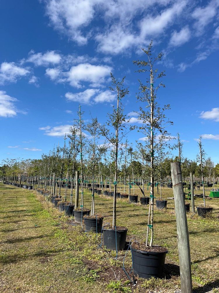 quercus-virginiana-live-oak-southern-oak-tree