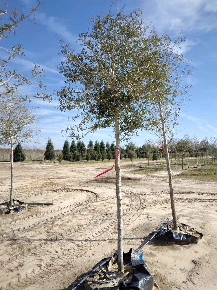 quercus-virginiana-live-oak-southern-oak-tree