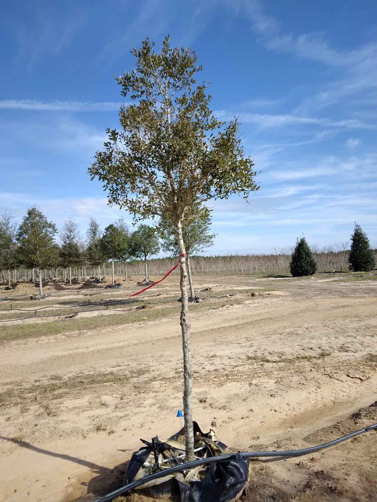 quercus-virginiana-live-oak-southern-oak-tree