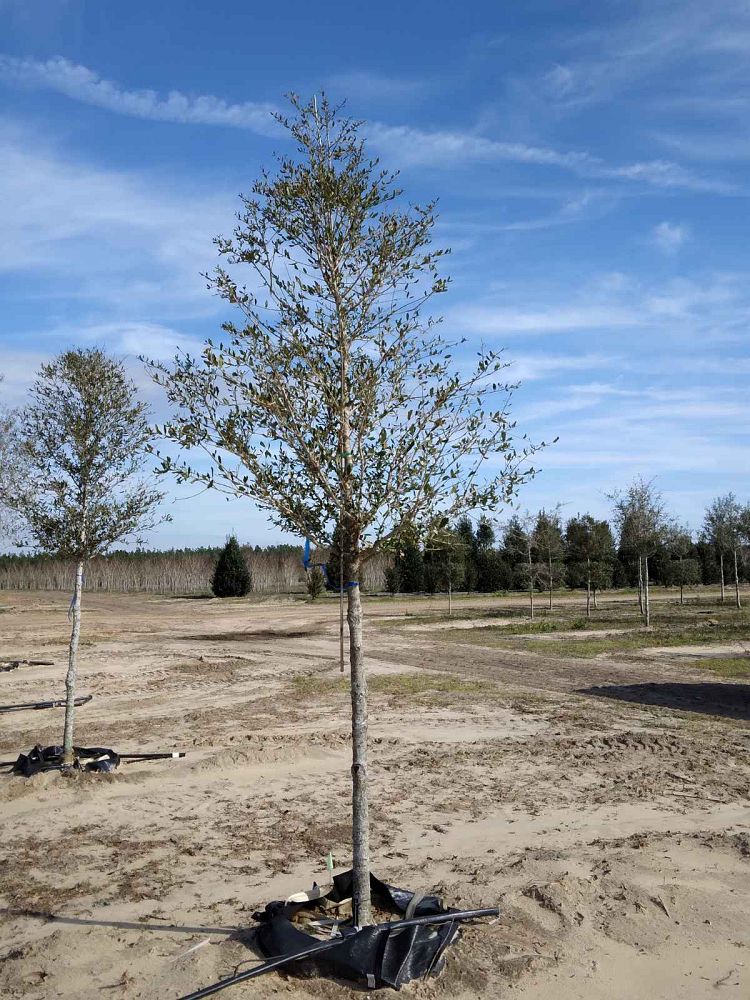 quercus-virginiana-live-oak-southern-oak-tree