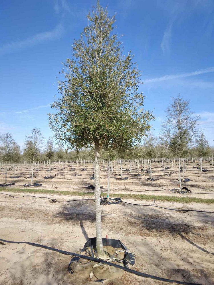quercus-virginiana-live-oak-southern-oak-tree