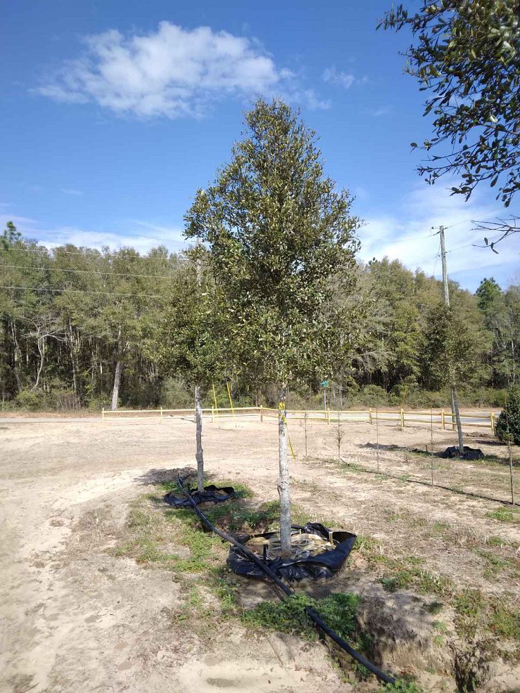 quercus-virginiana-live-oak-southern-oak-tree