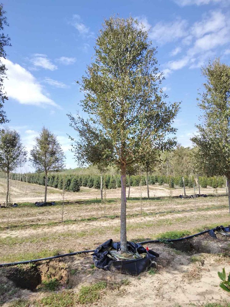 quercus-virginiana-live-oak-southern-oak-tree