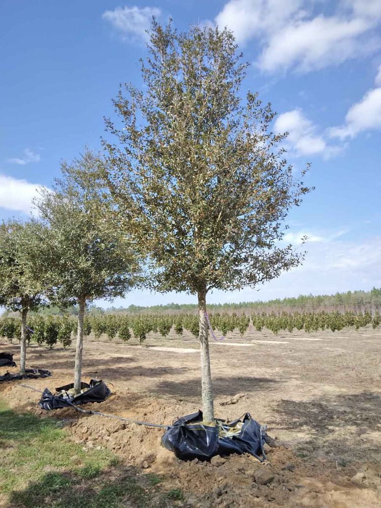 quercus-virginiana-live-oak-southern-oak-tree