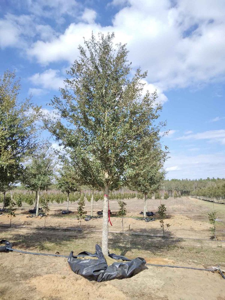 quercus-virginiana-live-oak-southern-oak-tree