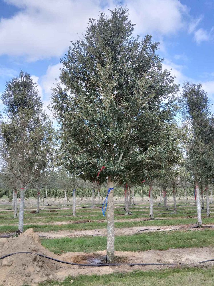 quercus-virginiana-live-oak-southern-oak-tree