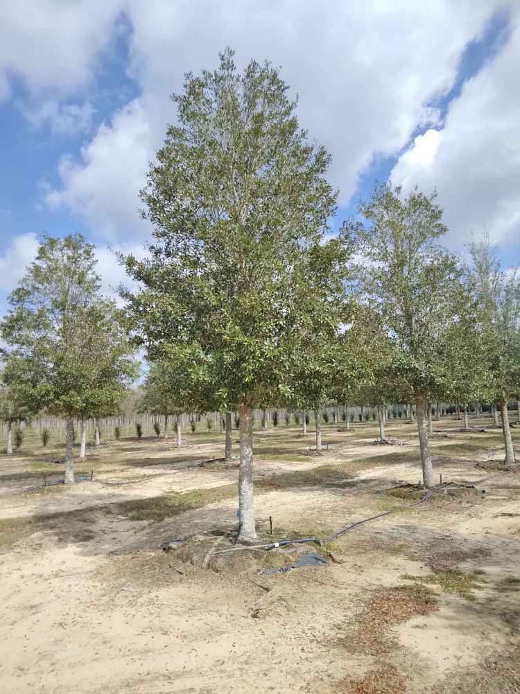 quercus-virginiana-live-oak-southern-oak-tree