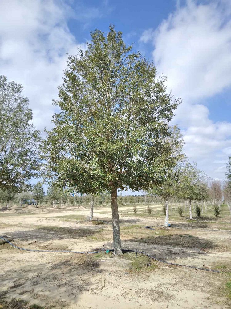 quercus-virginiana-live-oak-southern-oak-tree