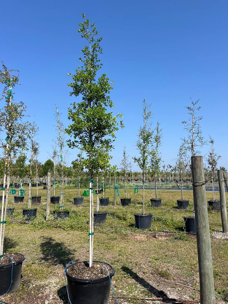 quercus-virginiana-live-oak-southern-oak-tree