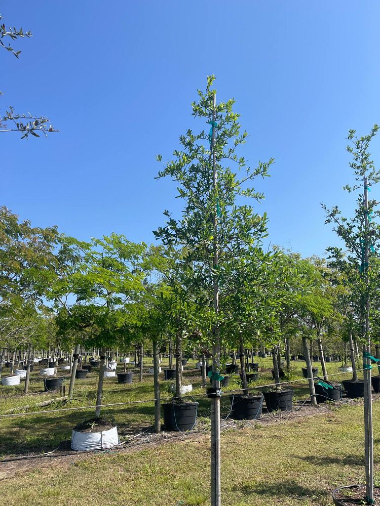 quercus-virginiana-live-oak-southern-oak-tree