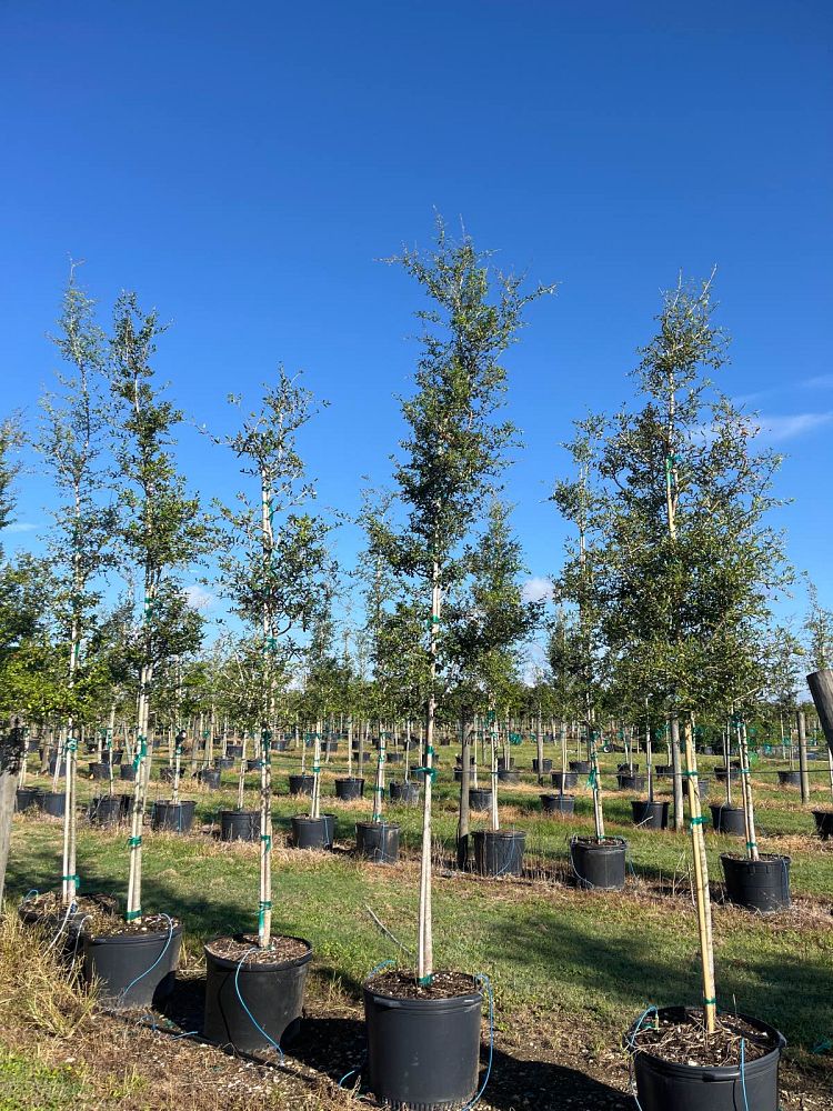 quercus-virginiana-live-oak-southern-oak-tree
