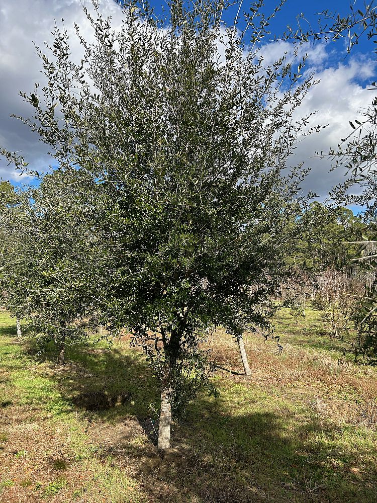 quercus-virginiana-live-oak-southern-oak-tree