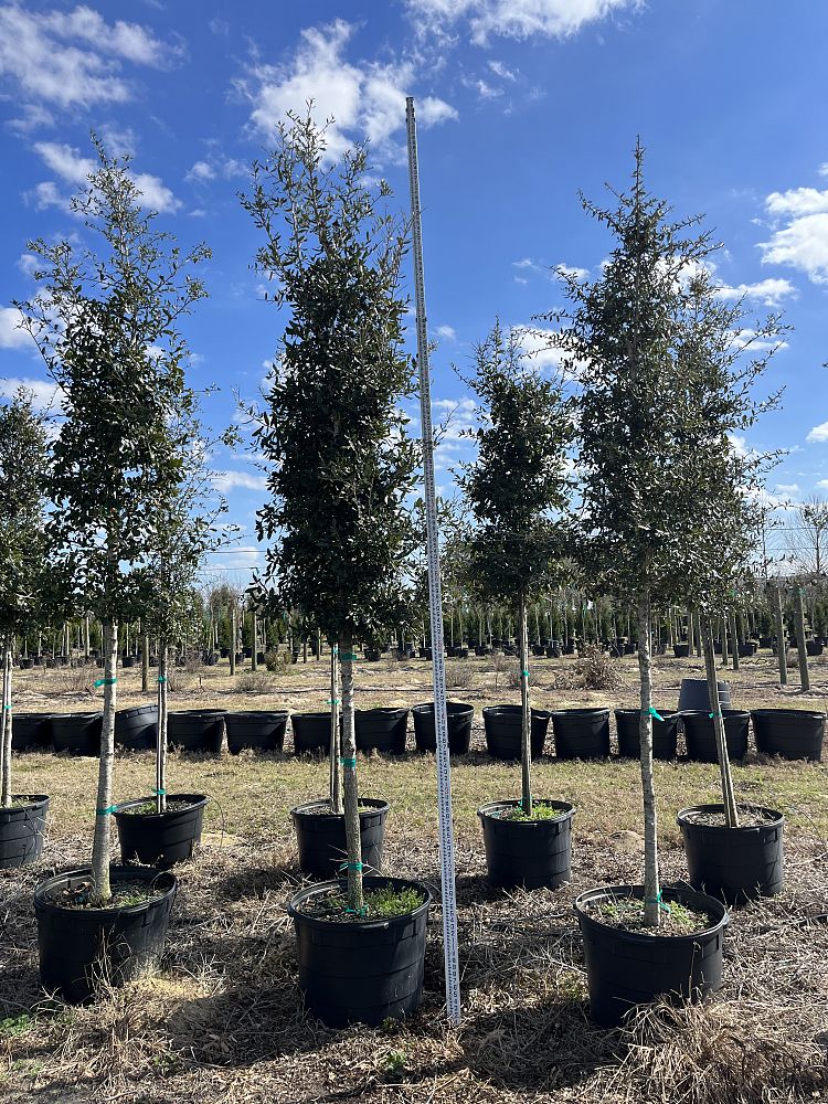 quercus-virginiana-live-oak-southern-oak-tree