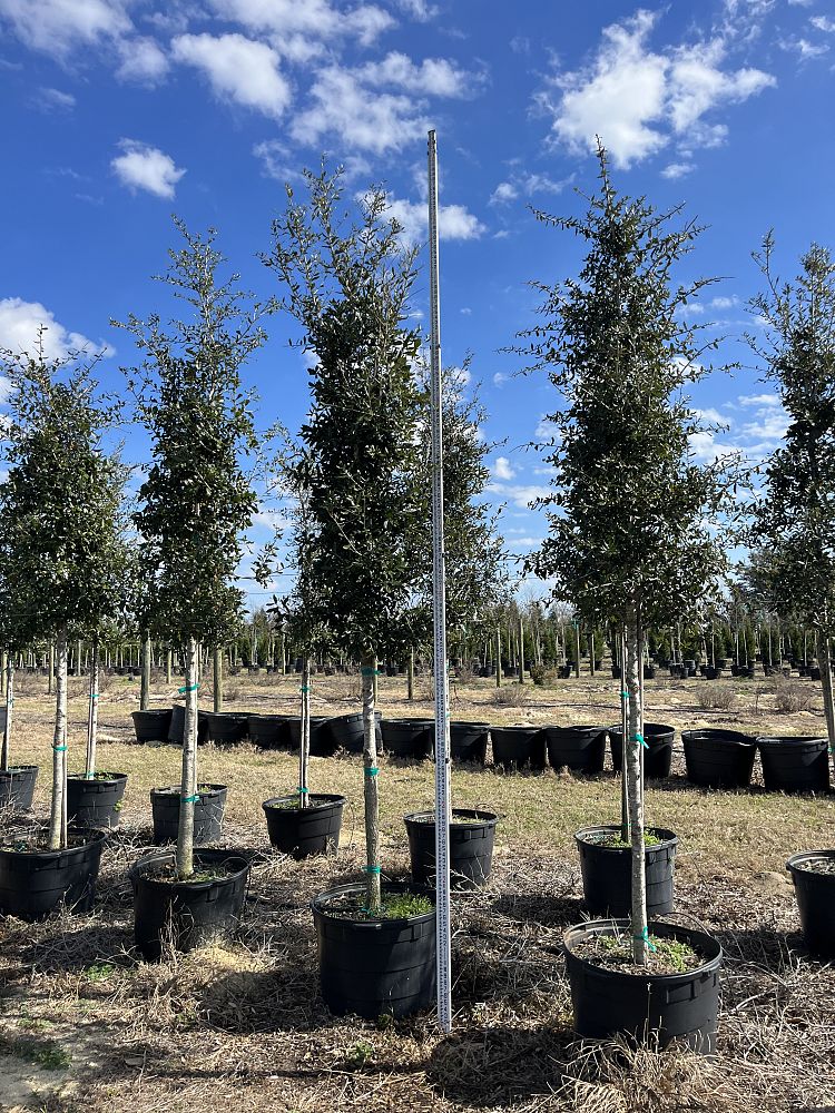 quercus-virginiana-live-oak-southern-oak-tree